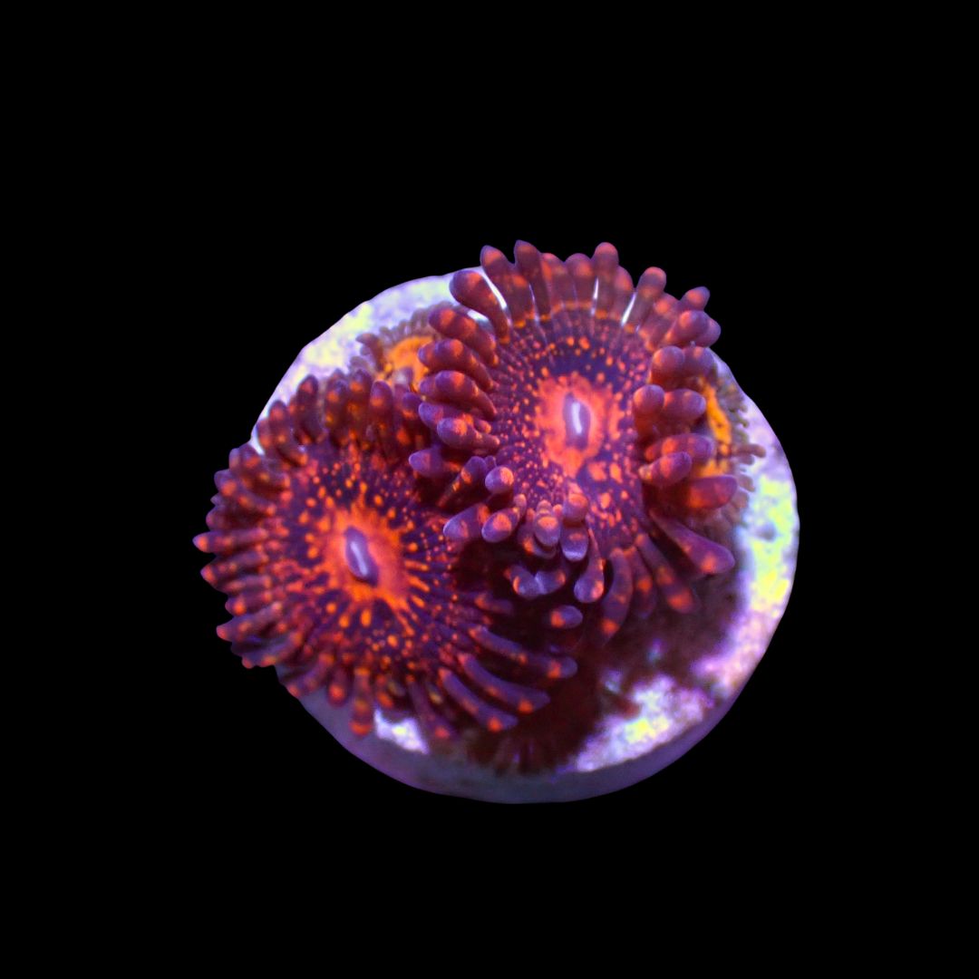 Darth Maul - 3-5 Head Frags (Palythoa Sp.)