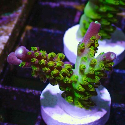 Rainbow Loom - Frag (Acropora Sp.)
