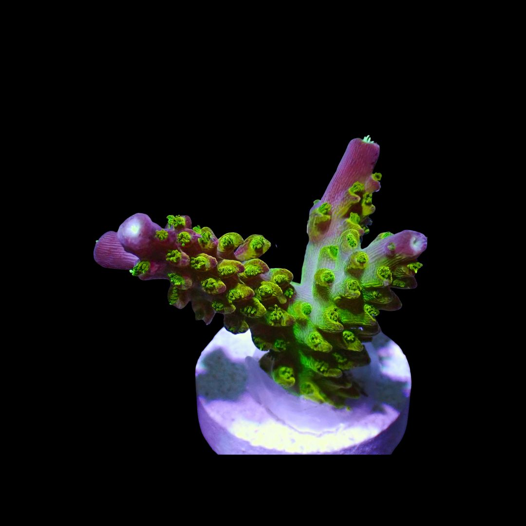 Rainbow Loom - Frag (Acropora Sp.)
