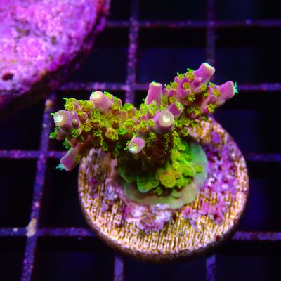 Rainbow Loom - Frag (Acropora Sp.)
