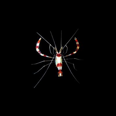 Banded Coral Shrimp (Stenopus Hispidus)