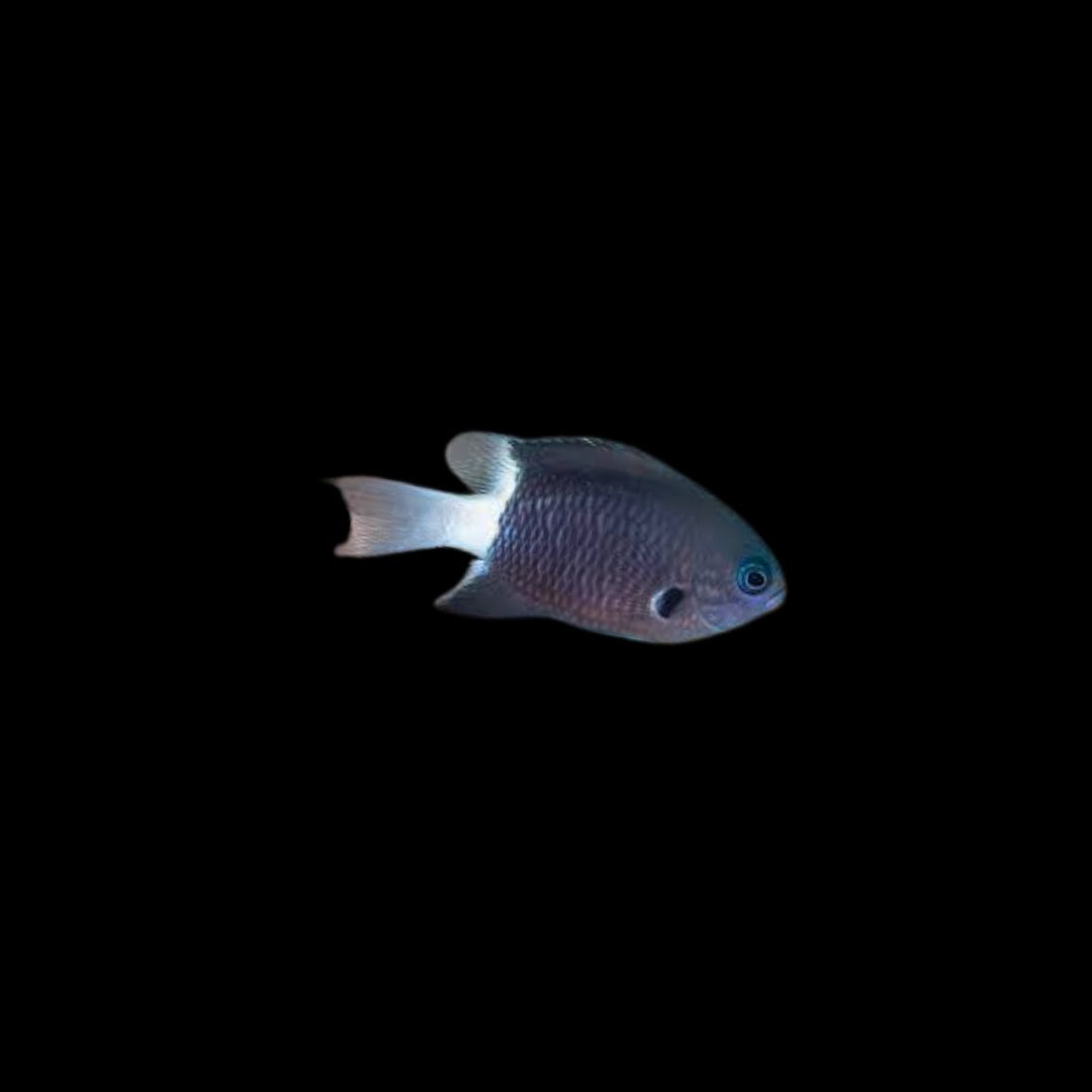 Bicolor Chromis (Pycnochromis Margaritifer)