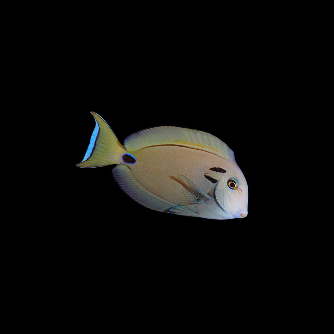 Lieutenant tang - Medium (Acanthurus Tenneti)