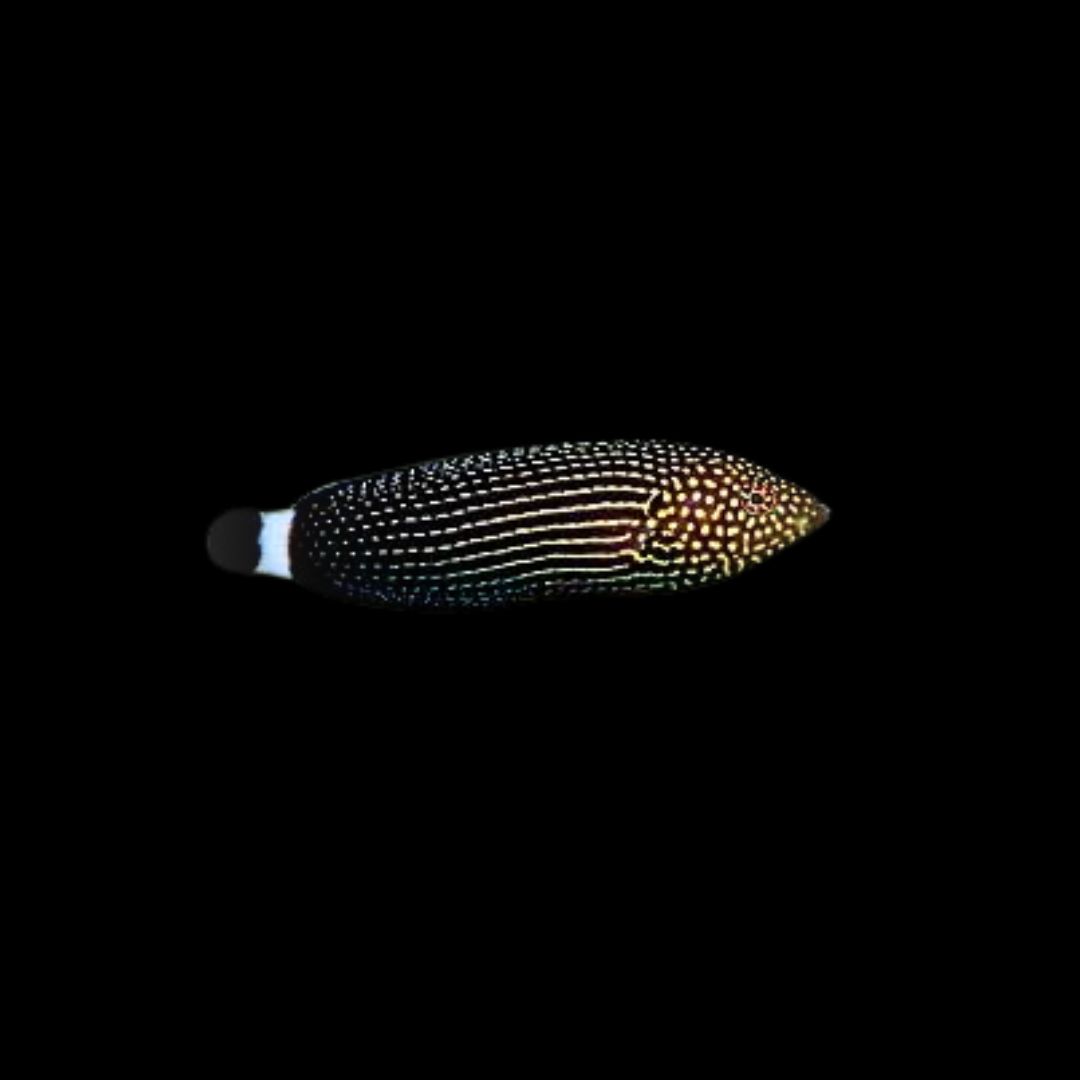 White Tail Tamarin Wrasse (Anampses Chrysocephalus)