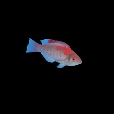 Debelius Fairy Wrasse (Cirrhilabrus Adornatus)