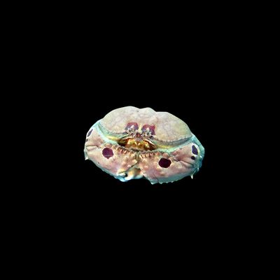 Shame Face Crab (Calappa Hepatica)