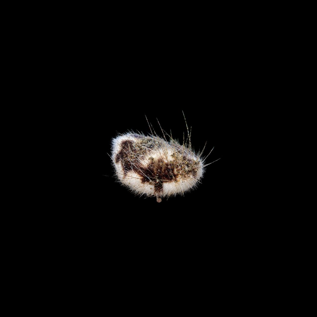 Longspine Heart Urchin (Maretia Planulata)
