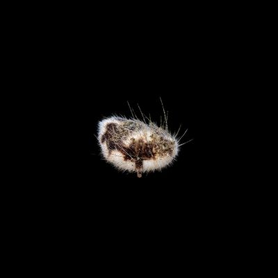 Longspine Heart Urchin (Maretia Planulata)