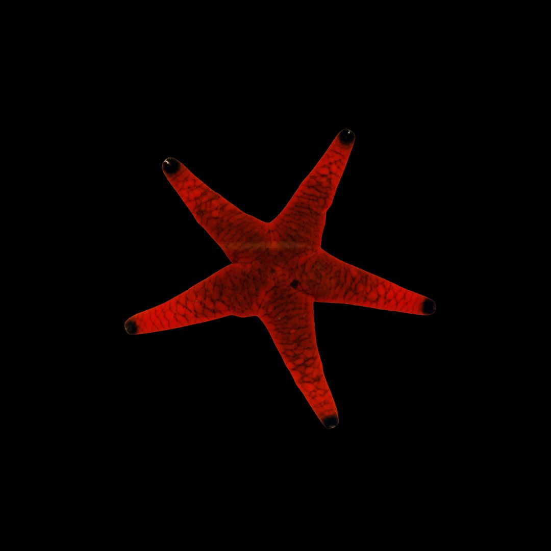 Blacktip Fromia Starfish  (Fromia Indica)