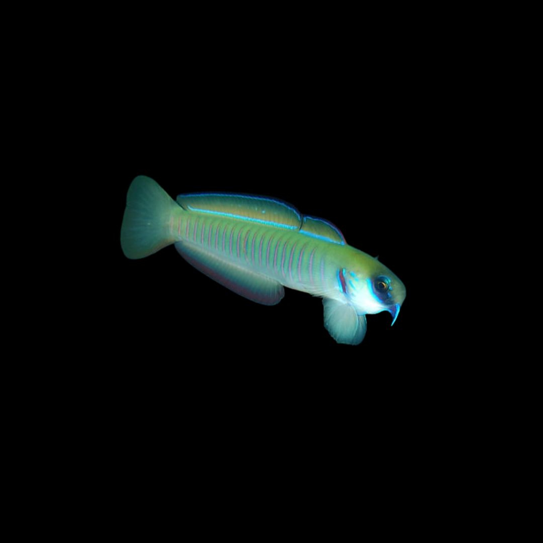 Chinese Zebra Goby (Ptereleotris Zebra)