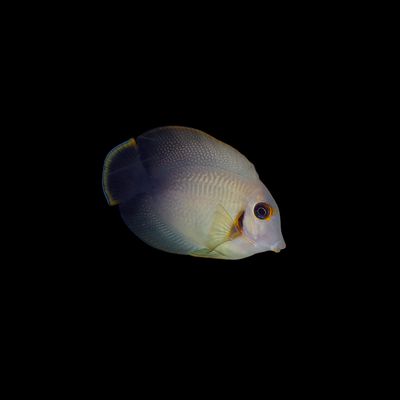 Half Black Mimic Tang (Acanthurus Chronixis)