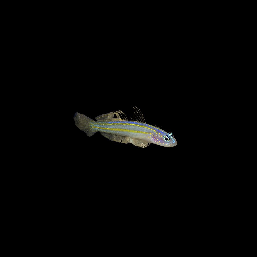 Yellowlined Dartfish (Vanderhorstia Flavilineata)