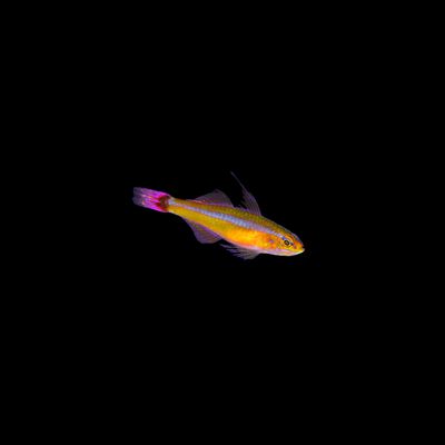 Bluestripe Pygmy Goby (Trimma Tevegae)