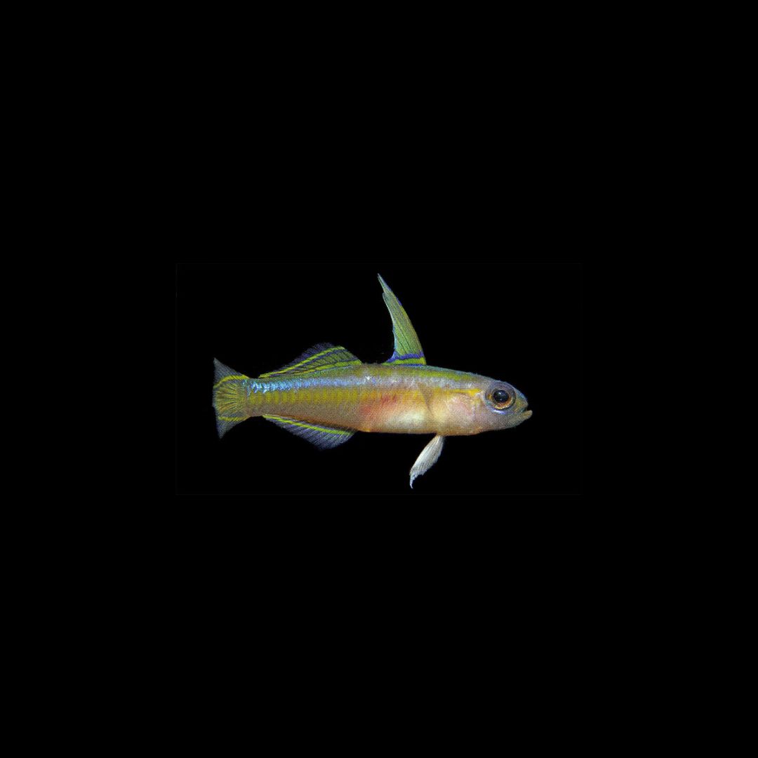 Colin's Fairy Goby (Tryssobobius colini)