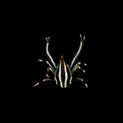 Crinoid Squat Lobster (Allogalathea elegans)