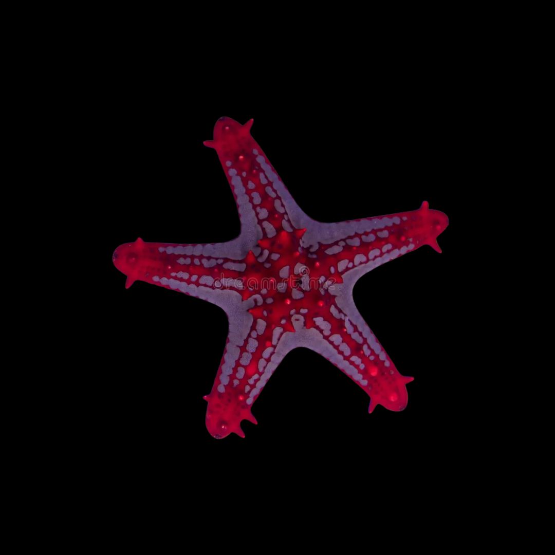 Red Knob Sea Star (Protoreaster linckii)