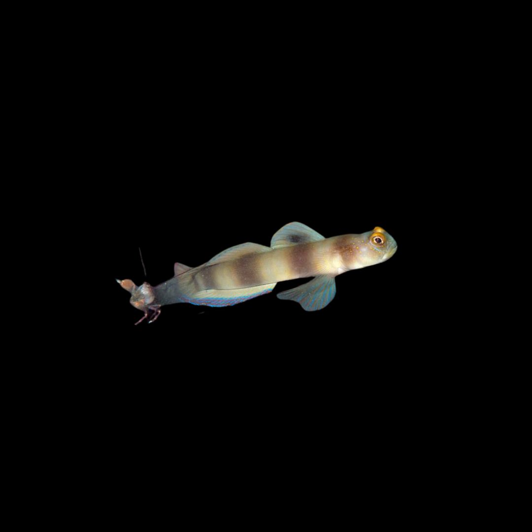 Beautiful Cheek Shrimp Goby (Amblyeleotris callopareia)