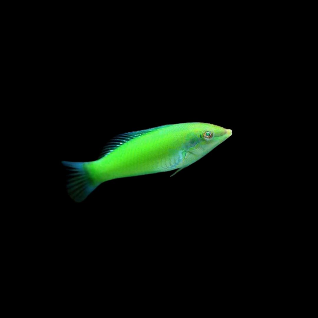 Pastel-green wrasse (Halichoeres Chloropterus)