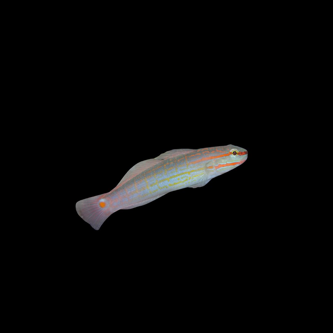 Crosshatch Goby (Amblygobius decussatu)