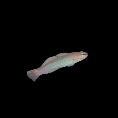 Crosshatch Goby (Amblygobius decussatu)