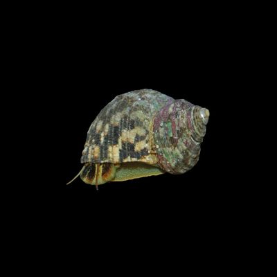 Wavy Turban Snail (Turbo Fluctuosos)