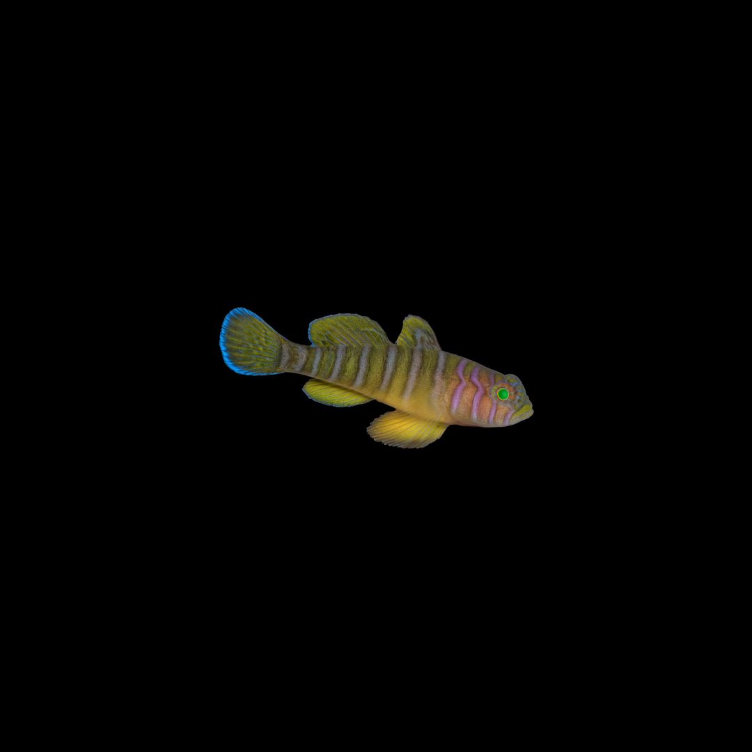 Banded Reef Goby (Priolepis Cincta)
