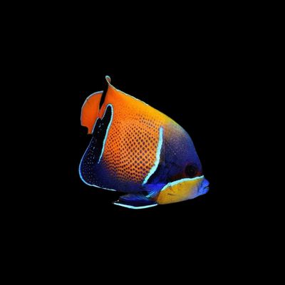 Majestic Angelfish (Pomacanthus Navarchus)
