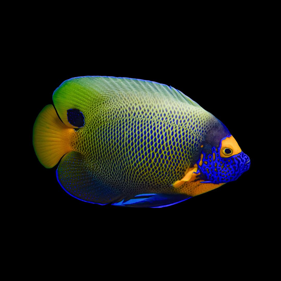 Blue Face Angelfish - Medium (Pomacanthus Xanthometopon)