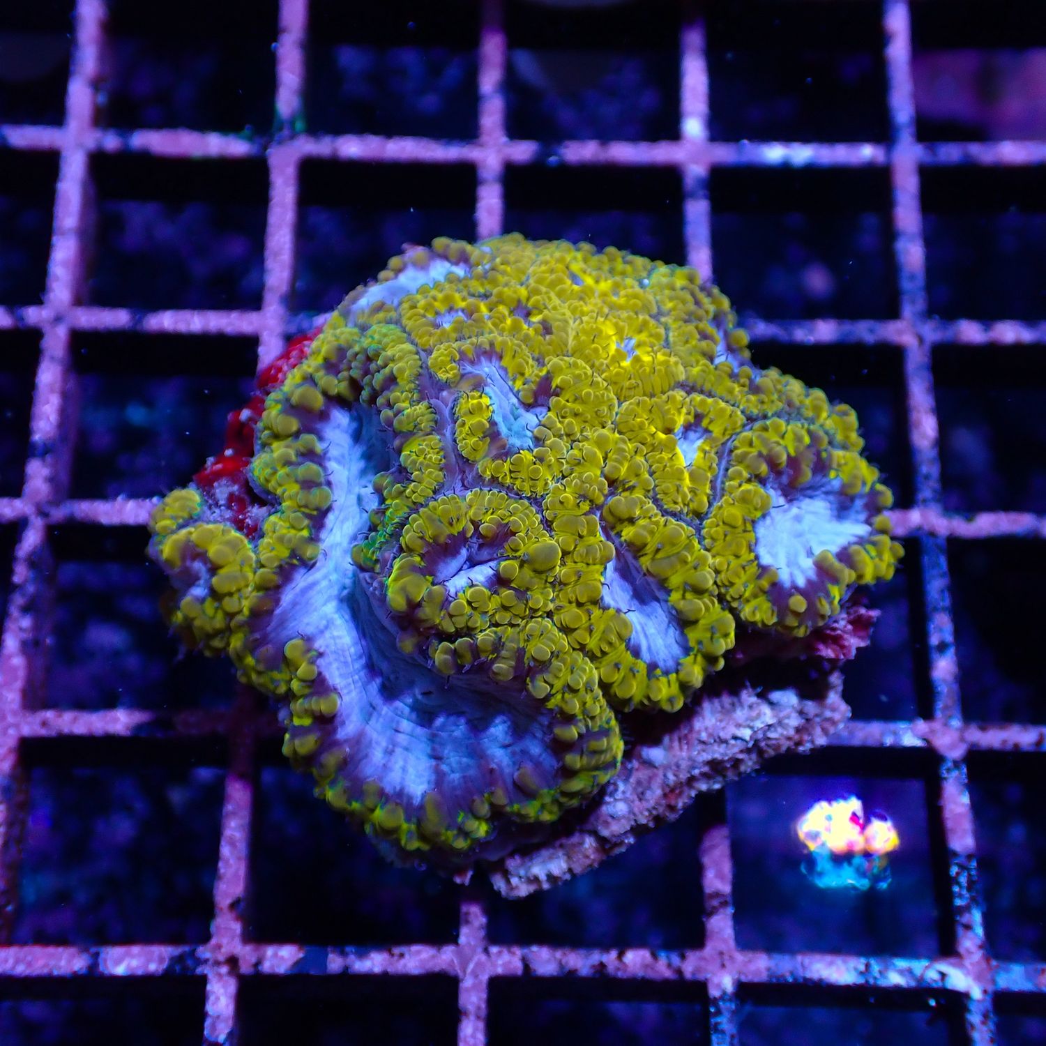 Ultra Blasto - WYSIWYG 1 (Blastomussa Sp.)