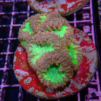 Ultra Blasto - WYSIWYG 1 (Blastomussa Sp.)