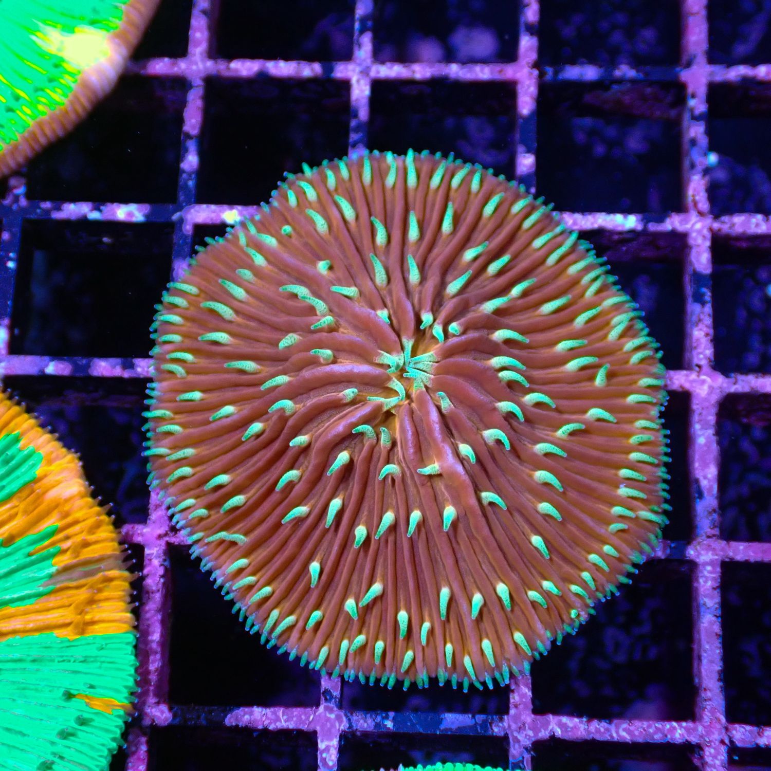 Orange with Green Plate (Fungia Spp.)
