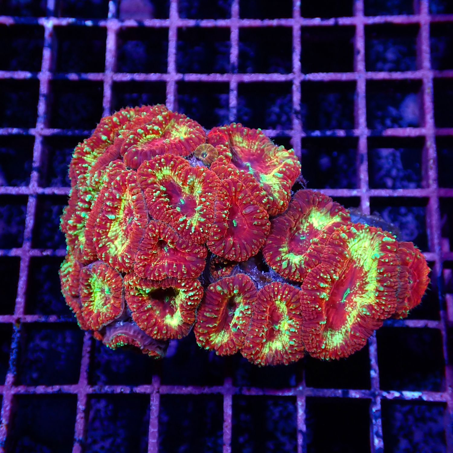 Ultra Blasto - WYSIWYG 3 (Blastomussa Sp.)