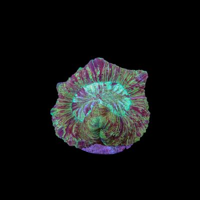 Rainbow Folded Brain 5 (Trachyphyllia Radiata)
