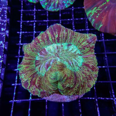 Rainbow Folded Brain 5 (Trachyphyllia Radiata)