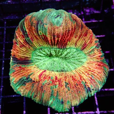 Rainbow Folded Brain 5 (Trachyphyllia Radiata)
