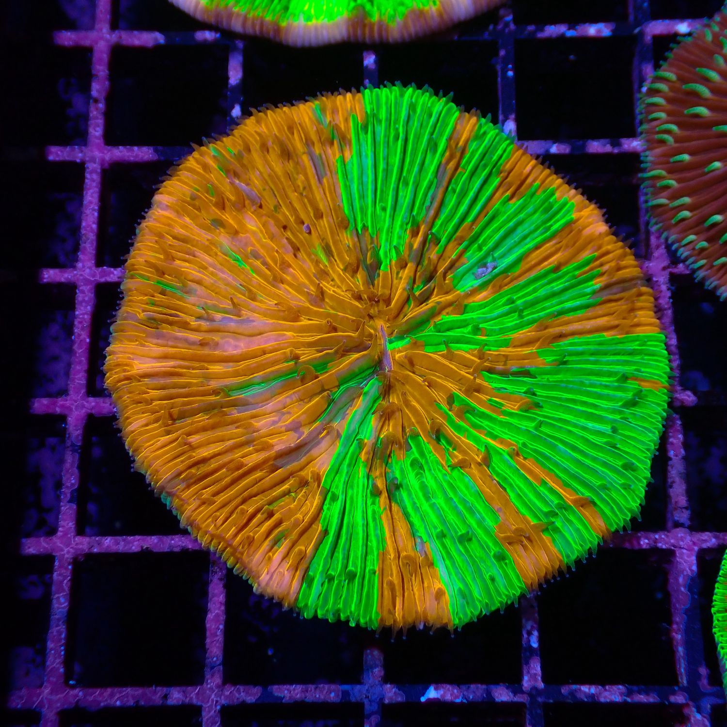 Bleeding Apple Plate (Fungia Spp.)