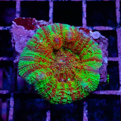 Button Scoly 1 (Acantastrea Maxima)