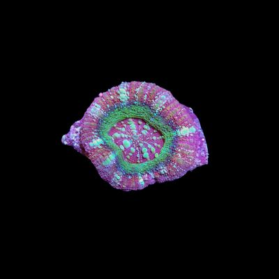 Button Scoly 1 (Acantastrea Maxima)