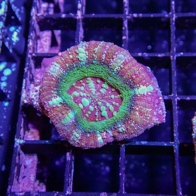 Button Scoly 1 (Acantastrea Maxima)