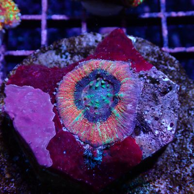 Button Scoly 2 (Acantastrea Maxima)
