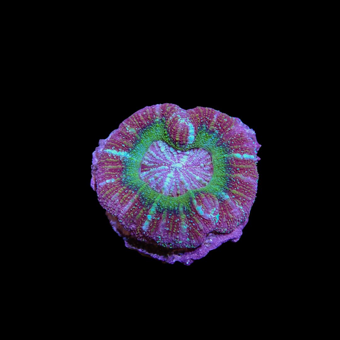 Button Scoly 2 (Acantastrea Maxima)