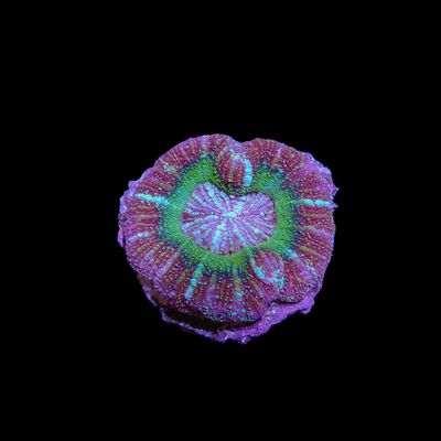 Button Scoly 2 (Acantastrea Maxima)