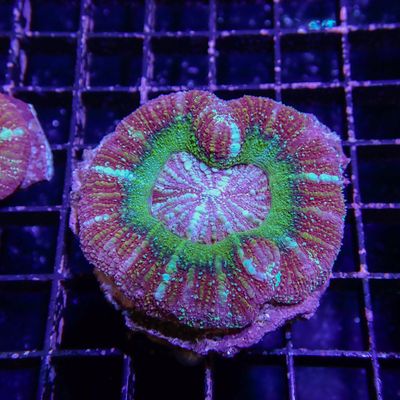 Button Scoly 2 (Acantastrea Maxima)