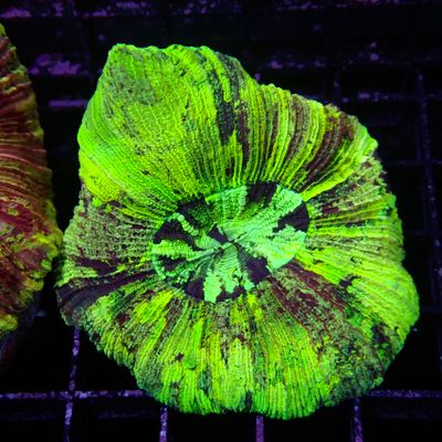 Rainbow Folded Brain 2 (Trachyphyllia Radiata)