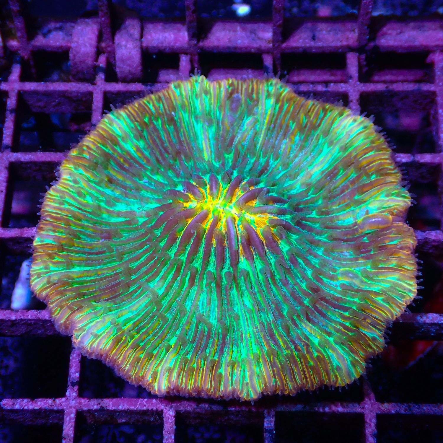 Teal Plate (Fungia Spp.)