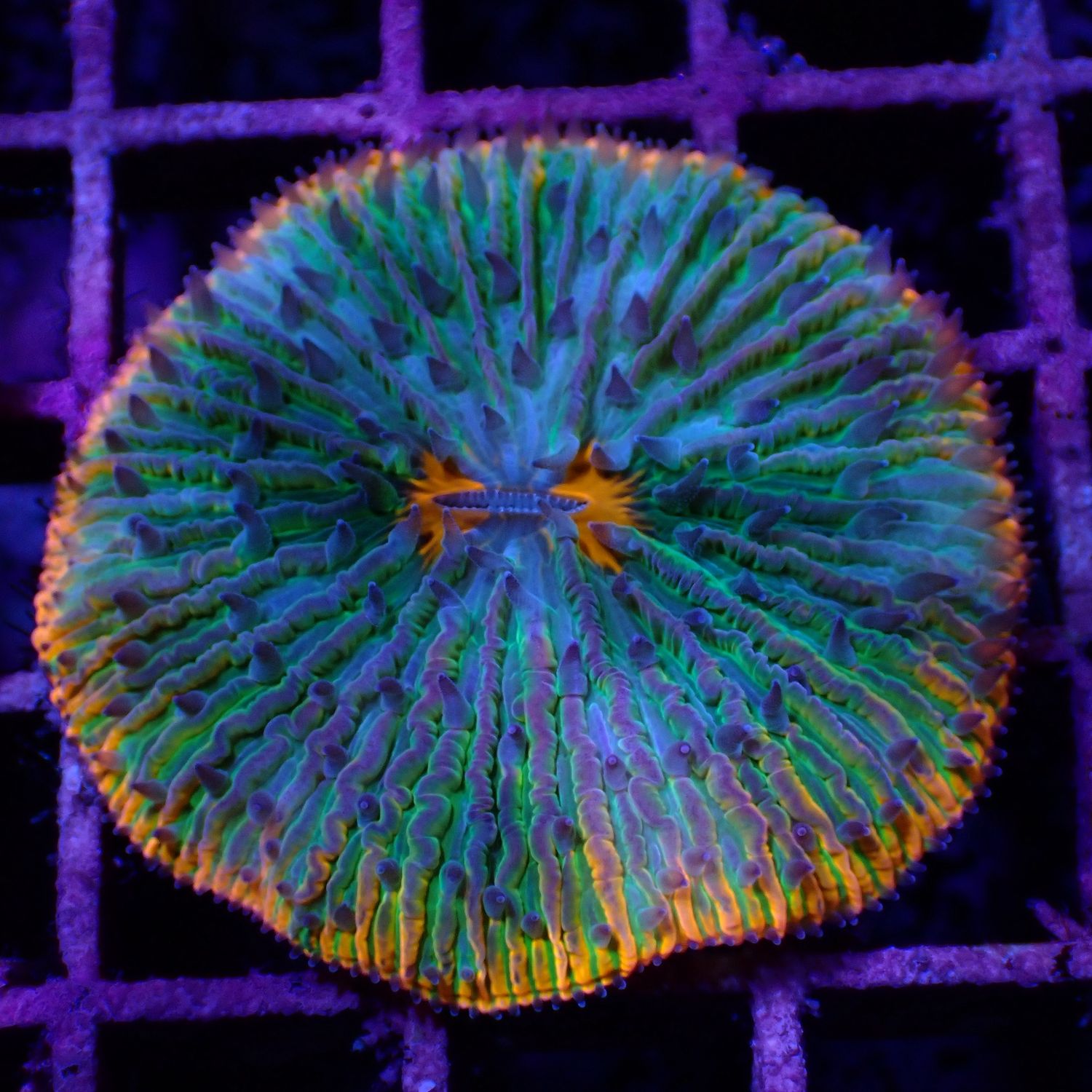 Teal Plate (Fungia Spp.)