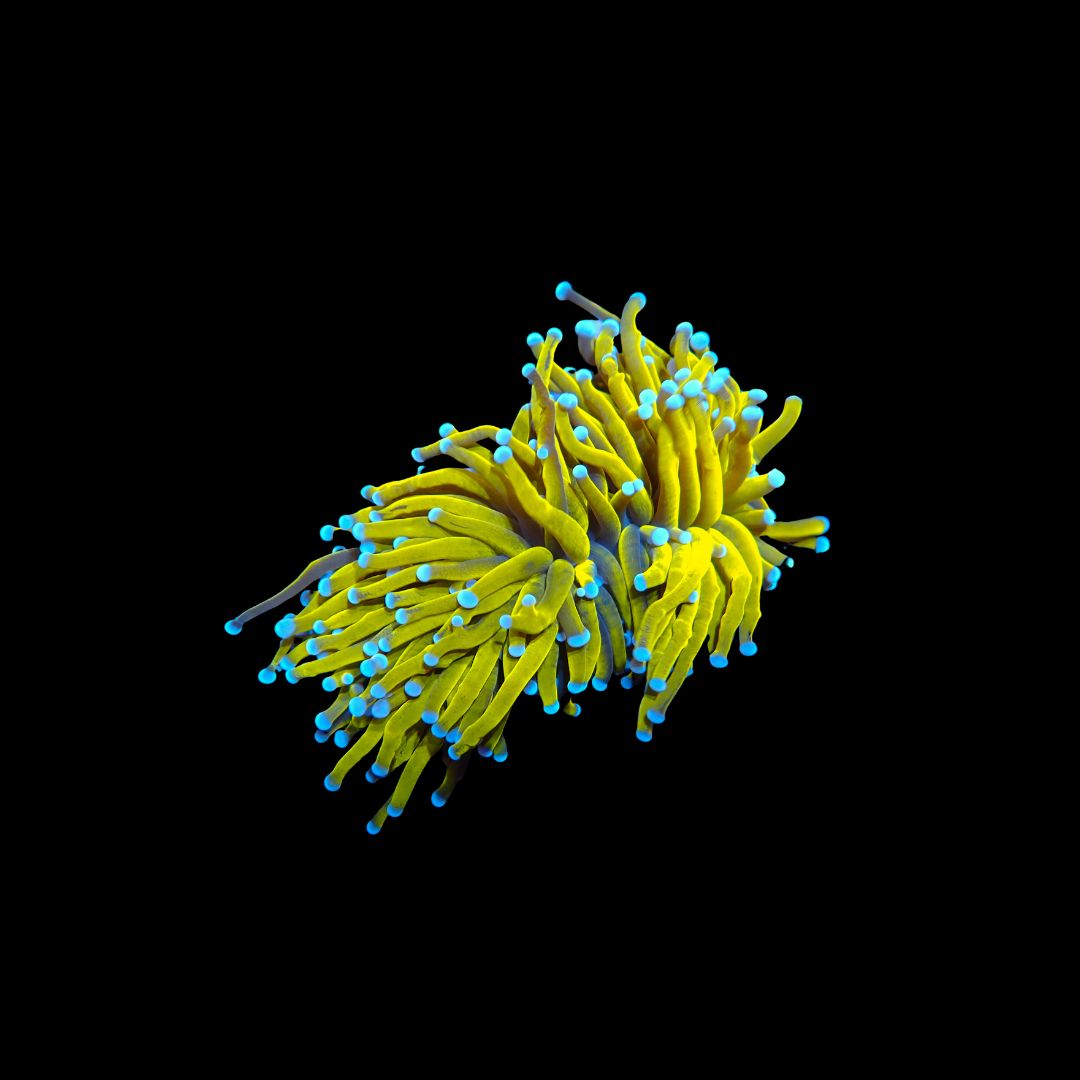 99k Torch - 3 Head (Euphyllia Glabrescens)