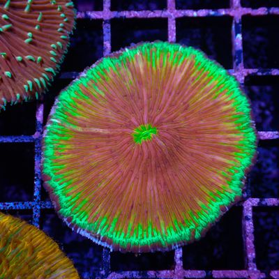 Red with Green Plate (Fungia Spp.)
