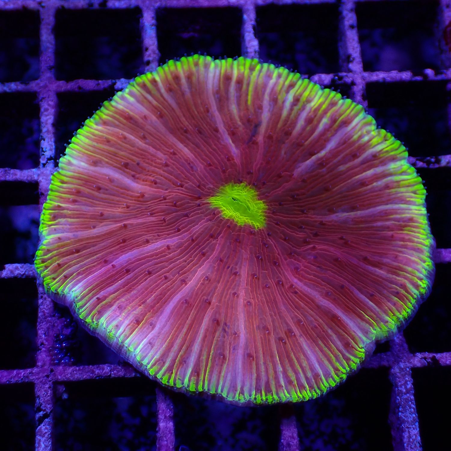 Red with Green Plate (Fungia Spp.)