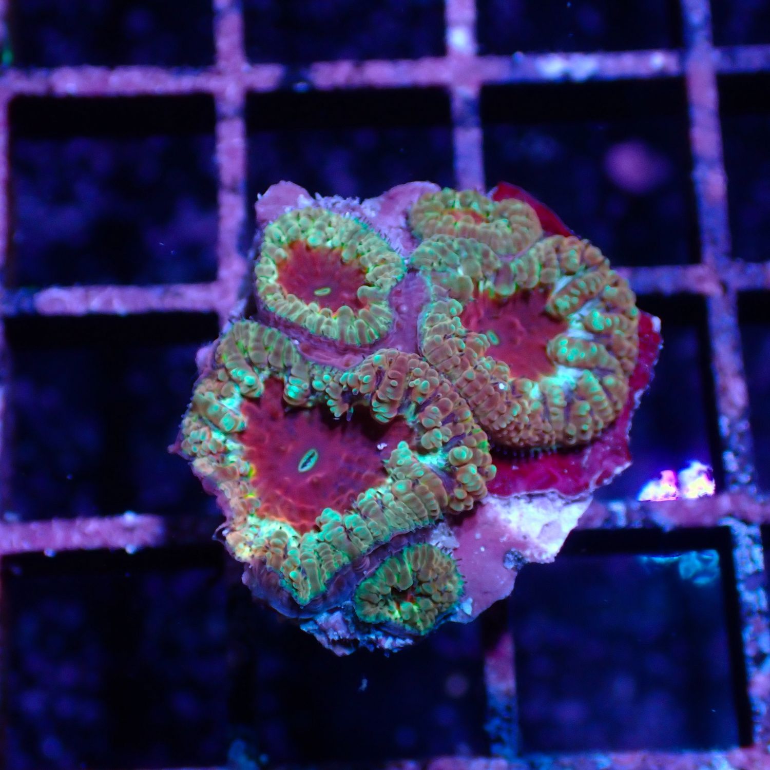 Ultra Blasto Green - Frag (Blastomussa Sp.)